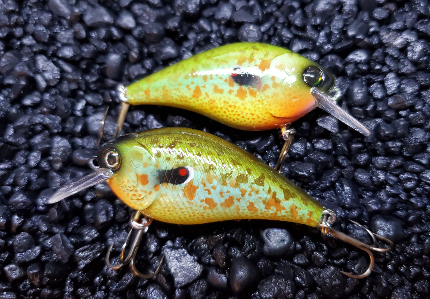 Pumpkinseed 1.5 Squarebill