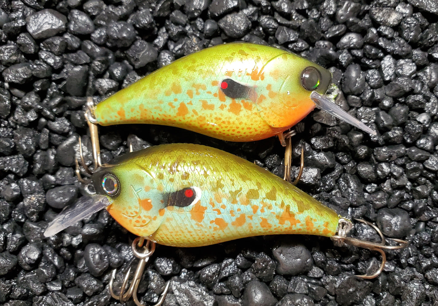 Pumpkinseed 1.5 Squarebill